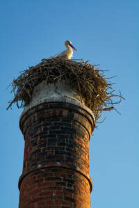 Oiseau qui a fait son nid dans une cheminée à Magog.
