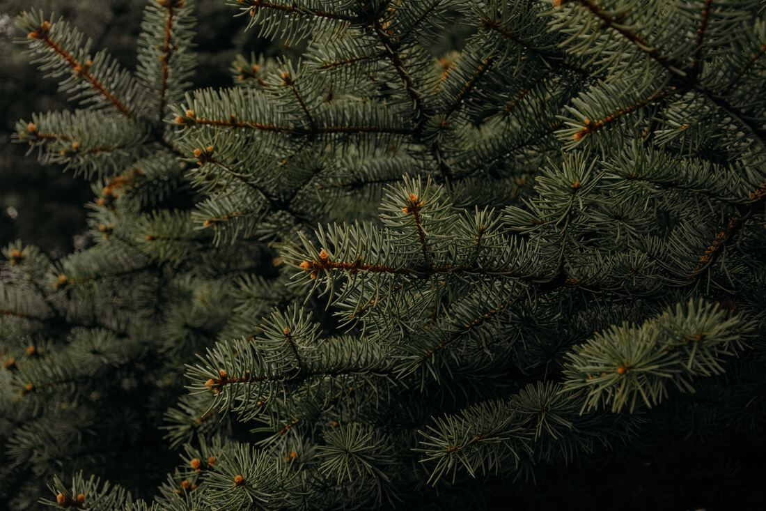 Close up view of a fir tree. The picture was taken in Magog.